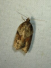 Acleris macdunnoughi
