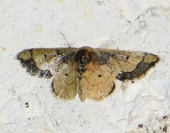 Idaea kendallaria