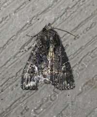 Condica albigera