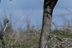 Capparis odoratissima