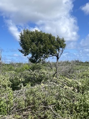 Capparis odoratissima