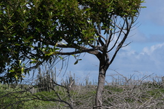 Capparis odoratissima