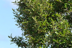 Capparis odoratissima