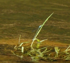 Pseudagrion indicum