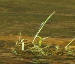 Pseudagrion indicum