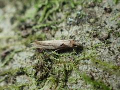 Crypsitricha pharotoma