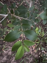 Ligustrum