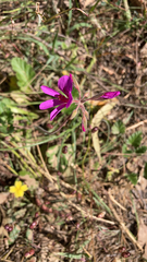 Pelargonium rodneyanum