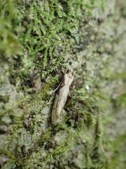 Crypsitricha pharotoma