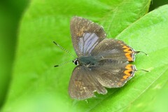 Heliophorus