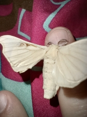 Bombyx mori