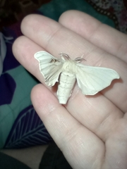 Bombyx mori