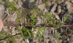 Vachellia vernicosa