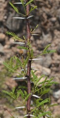 Vachellia vernicosa
