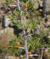 Vachellia vernicosa