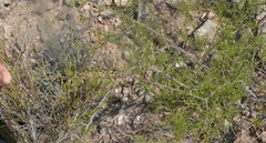 Vachellia vernicosa
