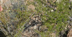 Vachellia vernicosa