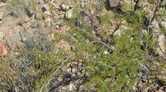 Vachellia vernicosa