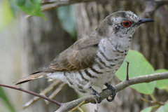 Chrysococcyx minutillus