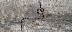 Leptodeira nigrofasciata