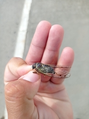 Cicadidae