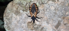 Triatoma dimidiata