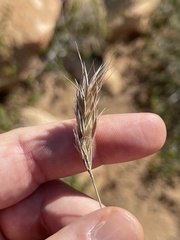 Bromus madritensis