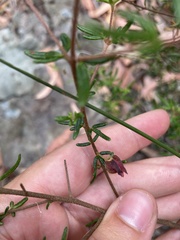 Boronia