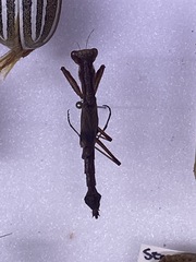 Litaneutria ocularis