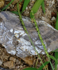 Anthephora hermaphrodita