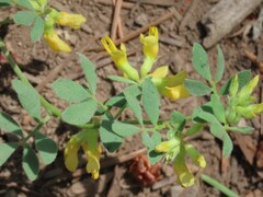 Acmispon decumbens