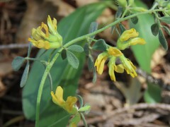 Acmispon decumbens