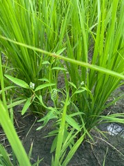 Sphenoclea zeylanica