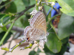 Theclinesthes miskini