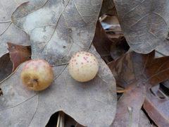 Atrusca quercuscentricola