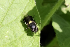Odontomyia hunteri