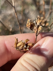 Cordylanthus rigidus