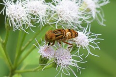 Eristalinus