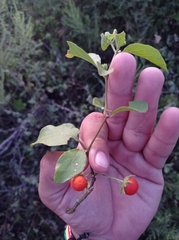Lycianthes lenta