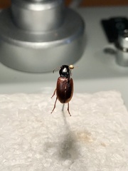 Anisodactylus sanctaecrucis