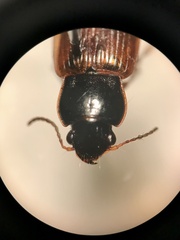 Anisodactylus sanctaecrucis