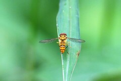 Episyrphus