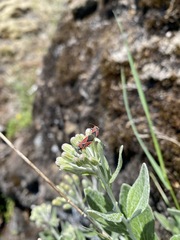 Neacoryphus bicrucis