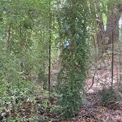 Elaeocarpus hookerianus