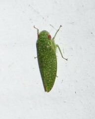 Rugosana querci