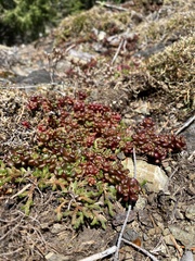 Sedum oreganum