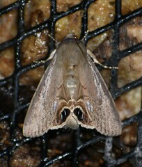 Litoprosopus futilis