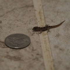 Gonatodes antillensis