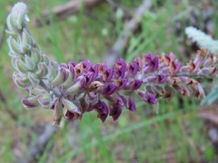 Lupinus leucophyllus