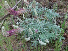 Lupinus leucophyllus
